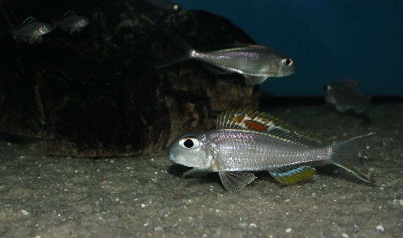Xenotilapia nigrolabiata 'Chituta Bay'